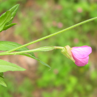 oenothera_rosea3md