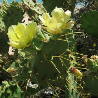 opuntia_dillenii3md