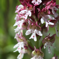 orchis_ustulata4md