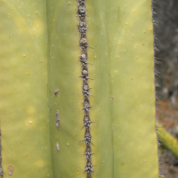 Pachycereus_marginatus