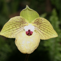 paphiopedilum_malipoense2amd