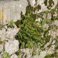 polypodium_vulgare2md