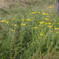 Pulicaria dysenterica (Pulicaire dysentérique)