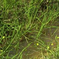 Ranunculus flammula (Petite douve, Renoncule flammette)