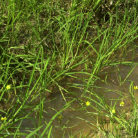 ranunculus_flammula2md