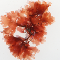 Rhodophyllis divaricata (Algue rouge)