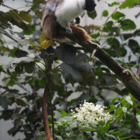 Saguinus bicolor (Tamarin bicolore)