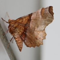 Selenia_lunaria