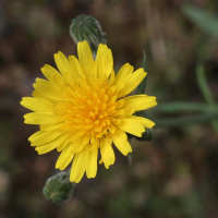 sonchus_tenerrimus3md