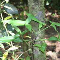 syngonium_podophyllum4md