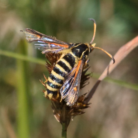 bembecia_scopigera2bd (Bembecia scopigera)