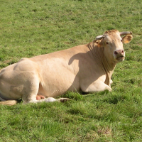 Bos taurus (11) (Vache race Blonde d'Aquitaine)