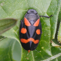 cercopis_sanguinolenta2md (Cercopis sanguinolenta)