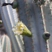 cereus_aethiops5md (Cereus aethiops)