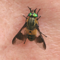 Chrysops caecutiens (Petit taon aveuglant)