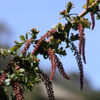 coriaria_ruscifolia2md