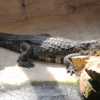 crocodylus_cataphractus3md
