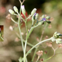 cyanthillium_cinereum2md (Cyanthillium cinereum)