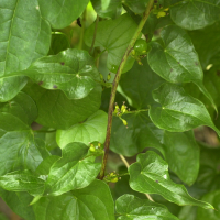 Dioscorea_communis (Dioscorea communis)