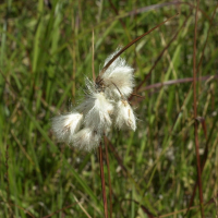 eriophorum_angustifolium2md (Eriophorum angustifolium)