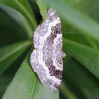 Euphyia unangulata (Cidarie à bec)