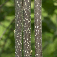 Frangula_dodonei ssp. dodonei