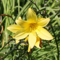 hemerocallis_minor2md