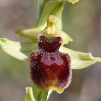 ophrys_arachnitiformis6bd