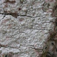 Pertusaria leioplaca (Lichen)