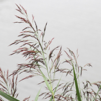 phragmites_australis2md