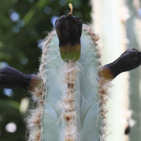 pilosocereus_catingicola2bd