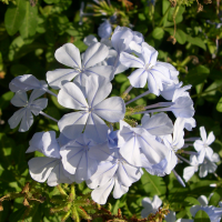 plumbago_auriculata2md