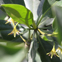 rhizophora_mangle1bd (Rhizophora mangle)