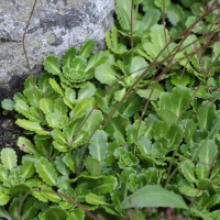 Saxifraga umbrosa (Saxifrage des ombrages)