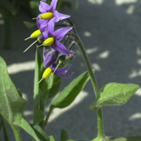 solanum_dulcamara2amd