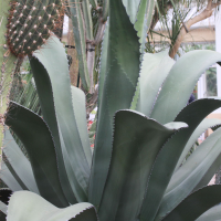 agave_ferox2md (Agave ferox)