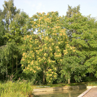 Ailanthus altissima (Ailante, Ailanthe, Faux vernis du Japon)
