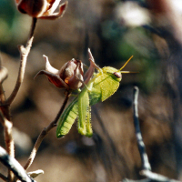 anacridium_aegyptium_juv1md