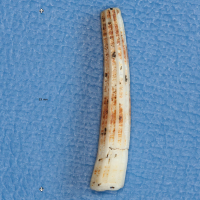 Antalis novemcostata (Dentale)