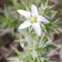 arenaria_pungens2md (Arenaria pungens)