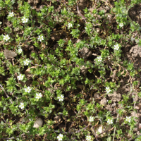 Arenaria serpyllifolia (Sabline des murs)