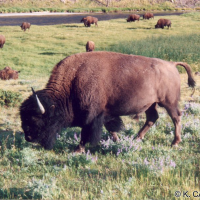 bison_bison4kc