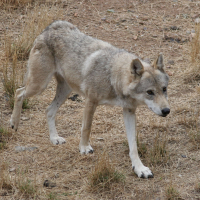 canis_lupus_lupus1MD (Canis lupus)
