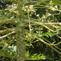 carica_papaya4cmd (Carica papaya)