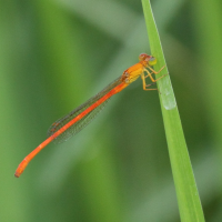 ceriagrion_glabrum5bd