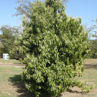 cinnamomum_verum3md (Cinnamomum verum)