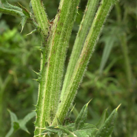 Cirsium_vulgare (Cirsium vulgare)