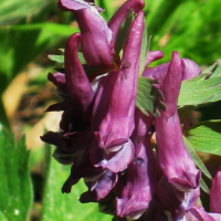 corydalis_solida2mv (Corydalis solida)