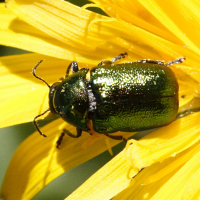 cryptocephalus_aureolus2bmd (Cryptocephalus aureolus)