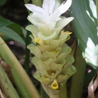 curcuma_longa3md (Curcuma longa)